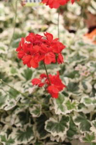 Geranium Glitterati Series (Hort Couture)