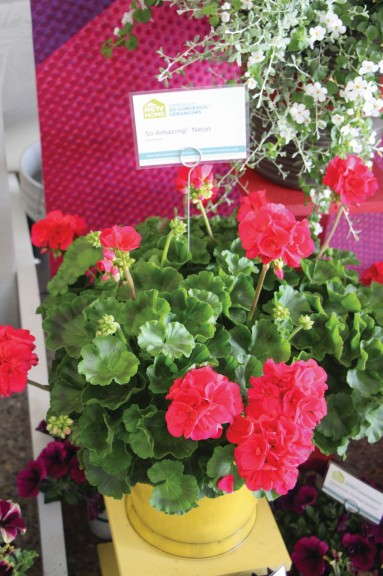Geranium So Gorgeous! Collection (HGTV HOME Plant Collection)