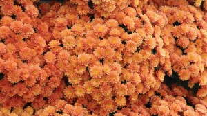 Gediflora Will Provide All Marketing And Sales Support For Belgian Mums In 2015