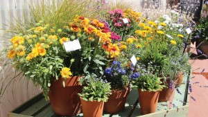 Perennial Combination Planters Sell