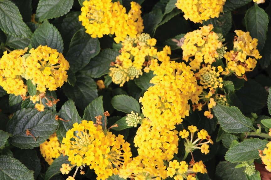 Lantana Landscape Bandana Series (Syngenta Goldfisch)