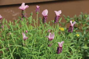 Lavender 'Laveanna Pink Lollipop' (Danziger)