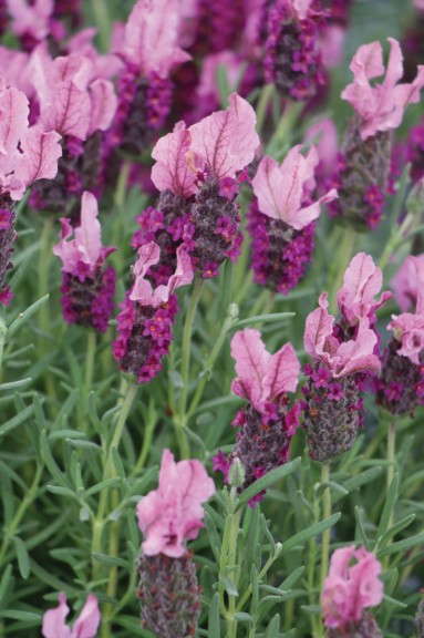 Lavender Madrid Series (GreenFuse Botanicals)