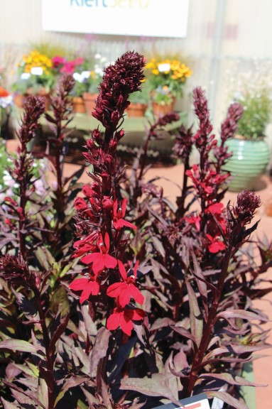 Lobelia 'Vulcan Red' (Kieft Seed)