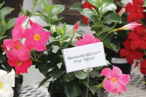 Mandevilla Bella Series (Cultivaris)