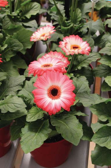 Gerbera 'Midi Revolution Strawberry Shortcake' (Kieft Seed)