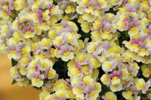 Nemesia The French Connection ‘Easter Bonnet’ (Plant Haven)