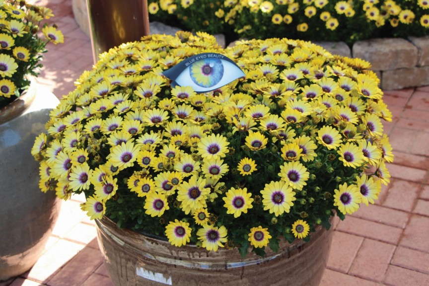 Osteospermum ‘Blue Eyed Beauty’ (Ball FloraPlant)