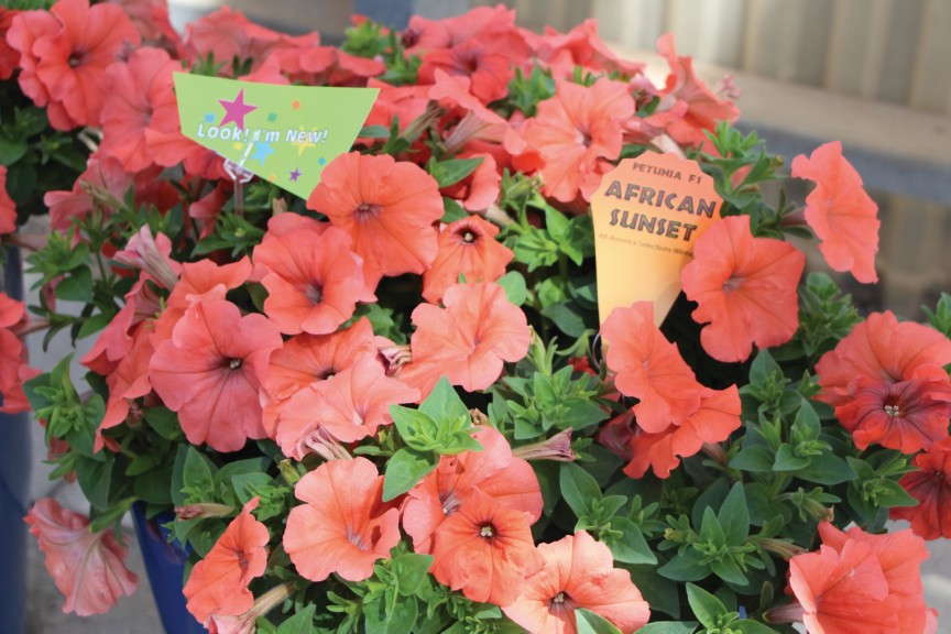 Petunia ‘African Sunset’ (American Takii)