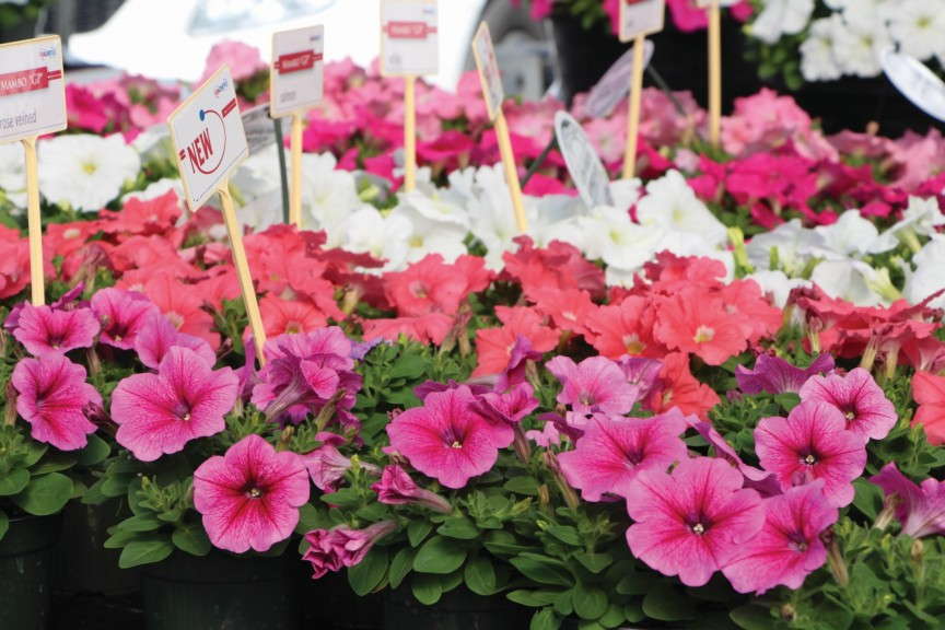 Petunia Mambo Series (Hem Genetics)