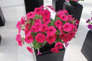 Petunia Success Series (Benary)