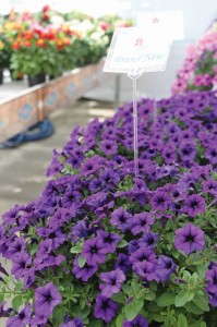 Petunia ‘Vivini Blue’ (Cohen Nurseries)