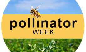Do Your Part: Pollinator Week Is June 16-22, 2014