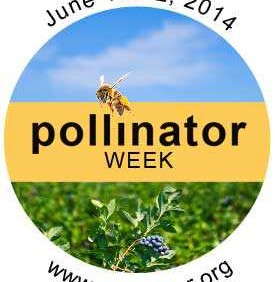 Do Your Part: Pollinator Week Is June 16-22, 2014