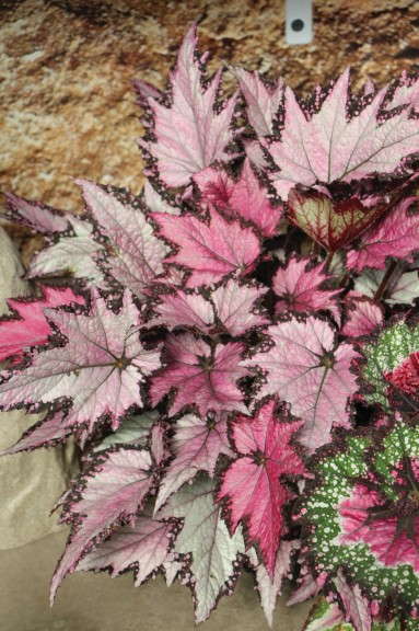 Begonia Jurassic Rex Series (Ball Ingenuity)