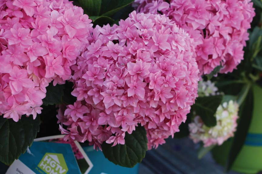 Hydrangea 'Showstopper Double Hot Pink' (HGTV HOME Plant Collection)