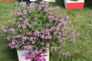 Stachys/Lamium 'Lilac Falls' (Westhoff Flowers)