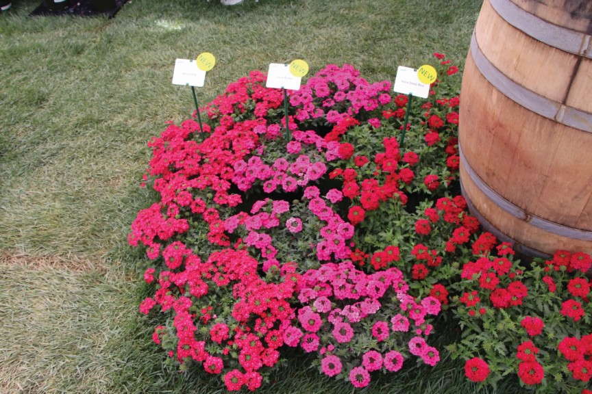 Verbena Vera Series (PAC-Elsner)