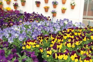 Viola ColorMax Series (Sakata)