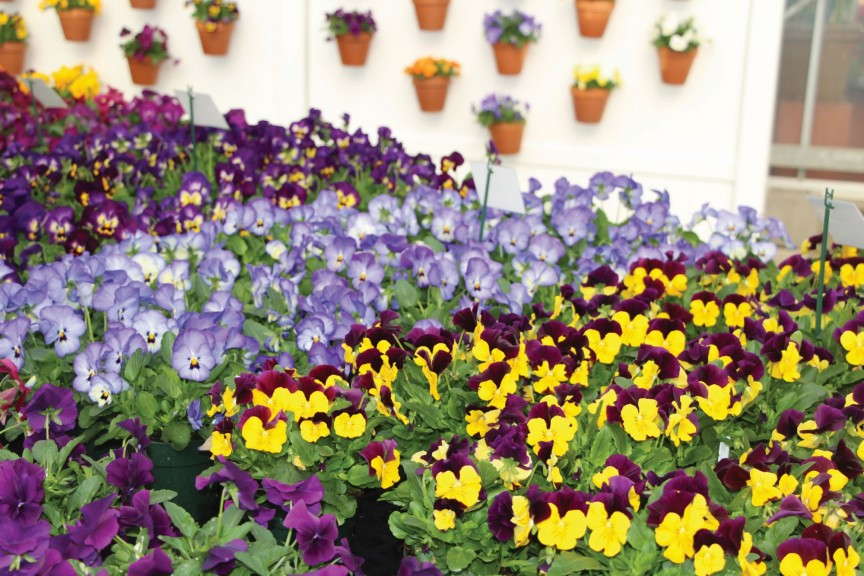 Viola ColorMax Series (Sakata)