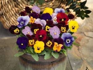 Viola Admire Series (Benary)