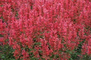 Agastache 'Kudos Coral' 