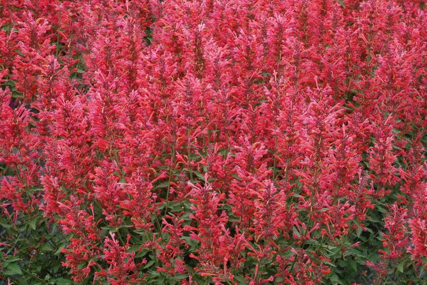Agastache 'Kudos Coral' 