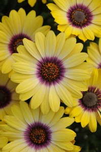 Osteospermum 'Blue Eyed Beauty' (Midwest)