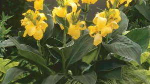 2014 Field Trials Results: Missouri Botanical Garden (St. Louis, Mo.)