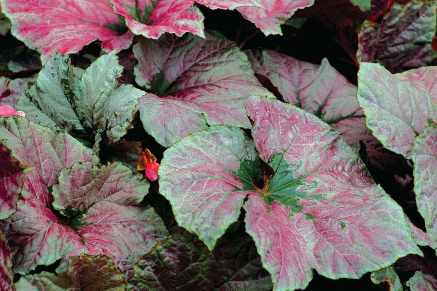 Begonia 'Cool Breeze Rouge' 