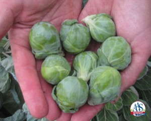 Brussels Sprouts 'Hestia'