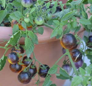 Tomato 'Indigo Fireball' (Burpee Home Gardens'