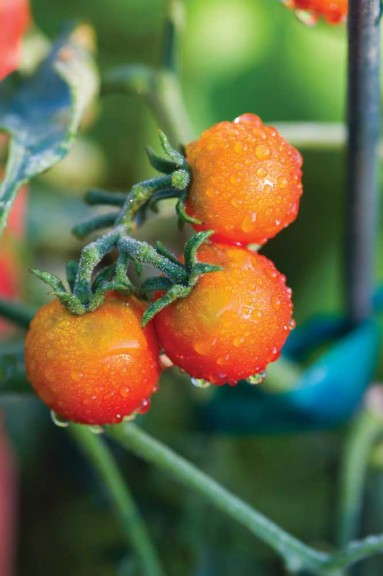 Tomato 'Sweetheart of the Patio Hybrid' (Burpee Home Gardens)