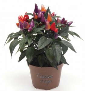 Capsicum 'Conga' (American Takii)