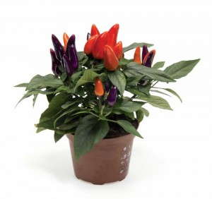 Capsicum 'Mambo Purple Orange' (American Takii)