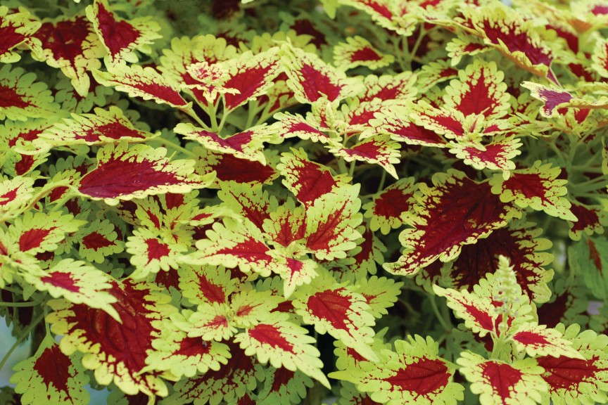 Coleus Flying Carpet 'Thriller' 