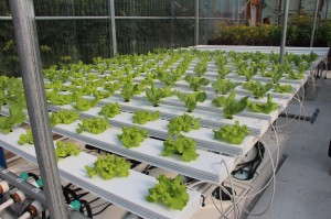 Lettuce crop channels