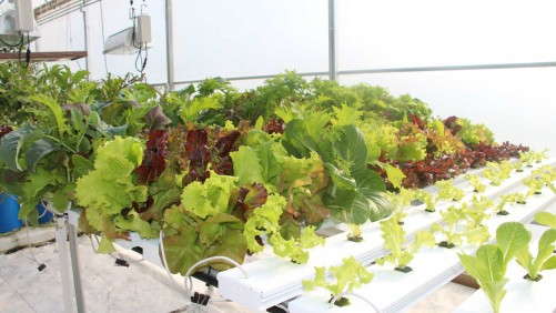Plants, Gardens Of The Future Will Be Radically Different, Grueber Says