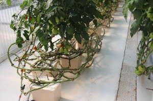 Vine crops in Bato Buckets