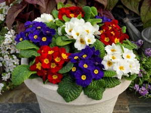 Primula Danessa Series (Sakata Seed) 