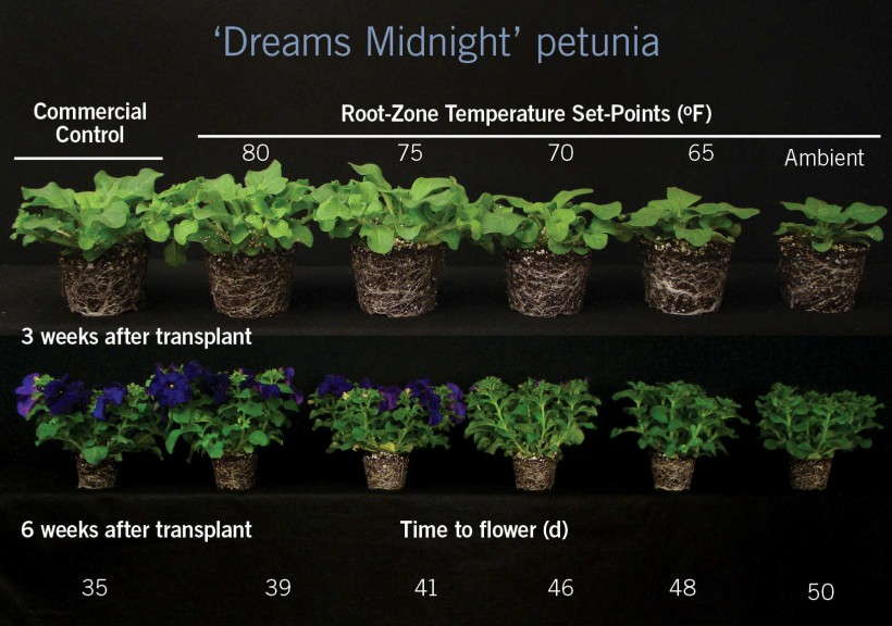Petunia 'Dreams Midnight'