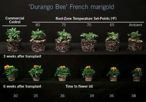 French Marigold 'Durango Bee'