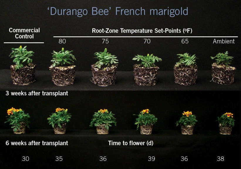 French Marigold 'Durango Bee'