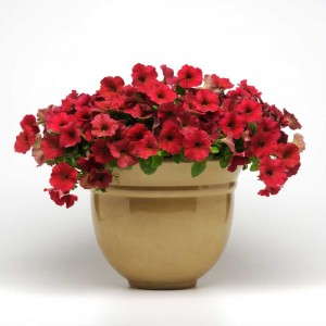 Petunia 'Easy Wave Berry Velour' (PanAmerican Seed)
