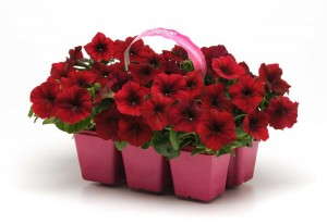 Petunia 'Easy Wave Red Velour' (PanAmerican Seed)