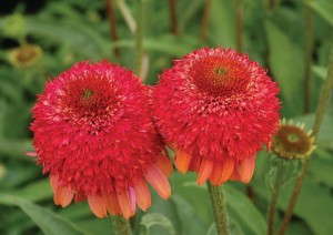 Echinacea 'Meteor Red' 
