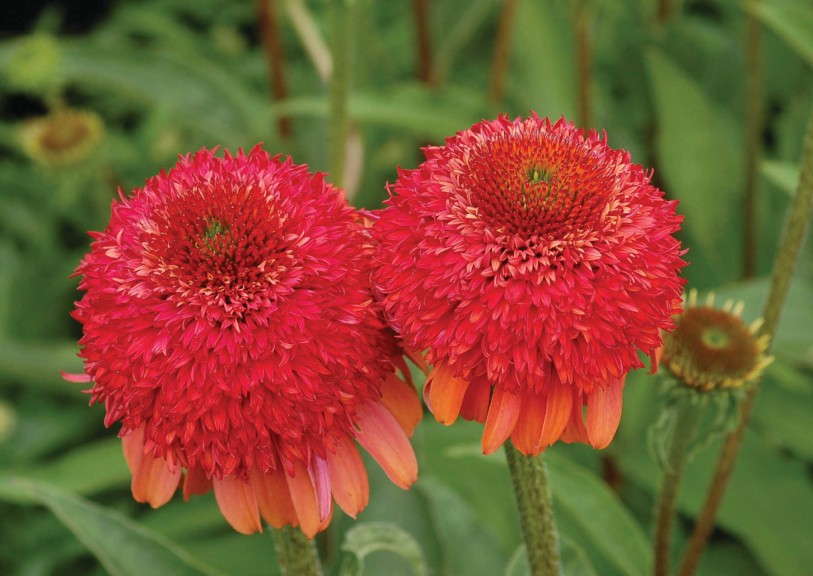 Echinacea 'Meteor Red' 