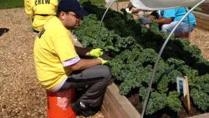 National Garden Bureau Launches Therapeutic Garden Program