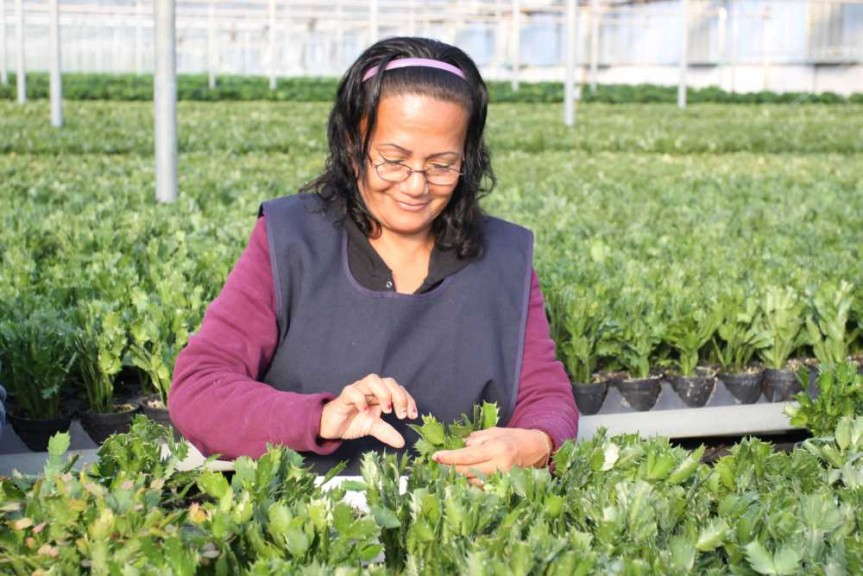 Henry Mast Greenhouses (HMG) employee inspecting plants