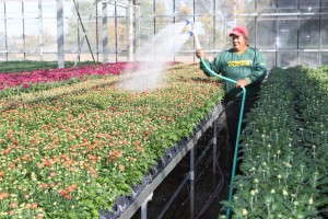 HMG employee watering